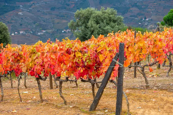 Старейший Винный Регион Мире Доуро Португалии Красочные Старые Виноградные Лозы — стоковое фото
