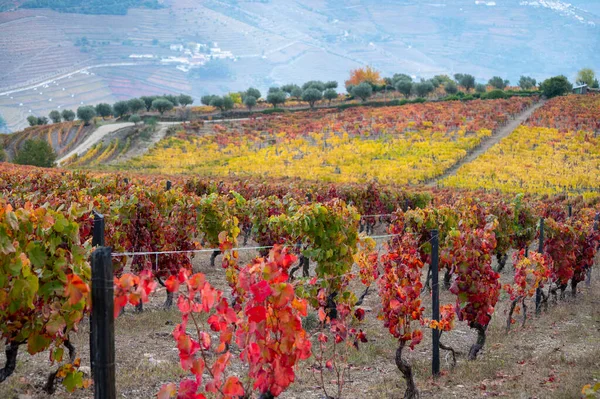 Região Vinícola Mais Antiga Mundo Vale Douro Portugal Vinhas Uva — Fotografia de Stock