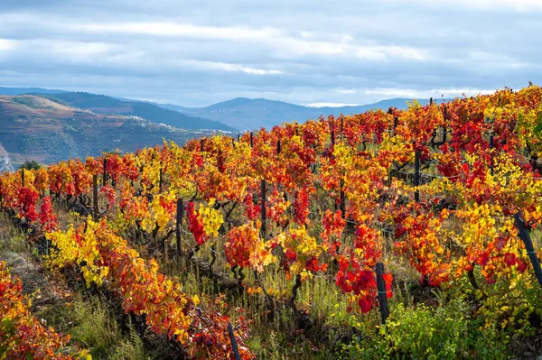 Älteste Weinregion Der Welt Douro Tal Portugal Farbenfrohe Sehr Alte — Stockfoto