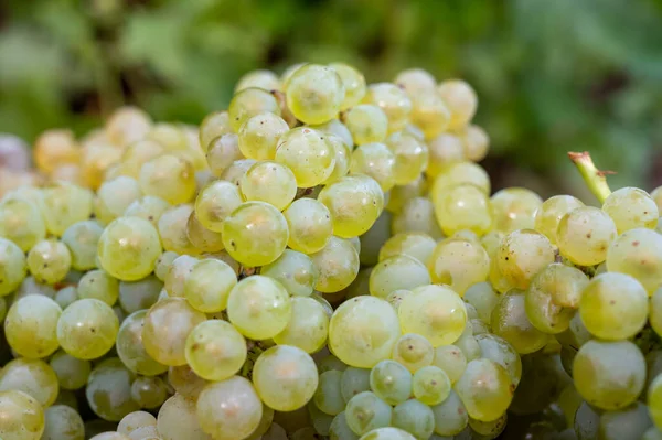 Nouvelle Récolte Raisins Blancs Chardonnay Sucré Sur Les Grands Crus — Photo