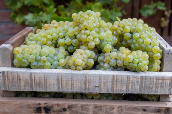 Epernay Yakınlarındaki Grand Cru Üzüm Bağlarında Yeni Beyaz Şarap Hasadı — Stok fotoğraf