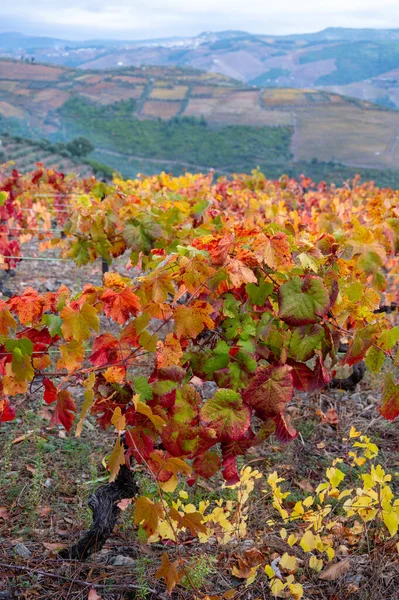 世界で最も古いワイン地域のカラフルな秋の風景ポルトガルのドゥオーバレー 段々畑のブドウ畑で栽培ブドウの異なる品種 ルビー タウニーポートワインの生産 — ストック写真