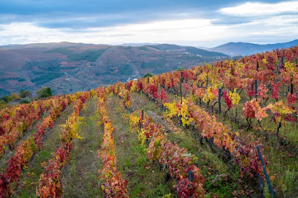 Bunte Herbstlandschaft Der Ältesten Weinregion Der Welt Douro Tal Portugal — Stockfoto
