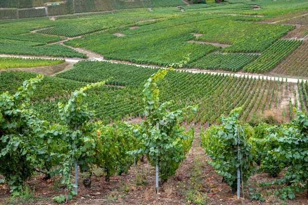 Paisaje Con Grandes Viñedos Verdes Cerca Epernay Región Champagne Francia — Foto de Stock