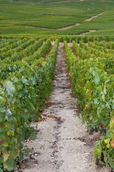 Landschaft Mit Grünen Grand Cru Weinbergen Der Nähe Von Epernay — Stockfoto