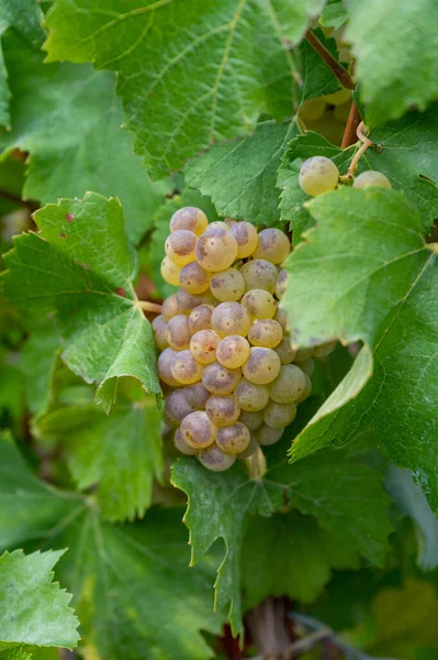 秋天的雨天 法国香槟地区依珀奈附近的绿油油的大河葡萄园 白葡萄酒葡萄在白葡萄酒粉土上的栽培 — 图库照片