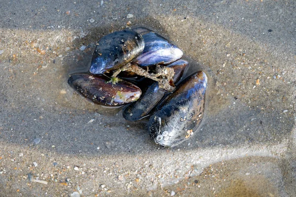 Gruppe Lebender Muscheln Liegt Bei Ebbe Auf Sand Der Nordsee — Stockfoto