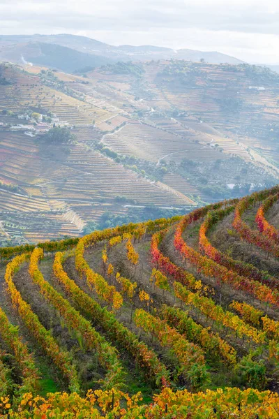 Barevná Podzimní Krajina Nejstarší Vinařské Oblasti Světě Douro Údolí Portugalsku — Stock fotografie