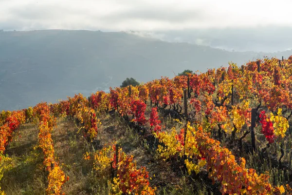 Colorato Paesaggio Autunnale Della Più Antica Regione Vinicola Del Mondo — Foto Stock