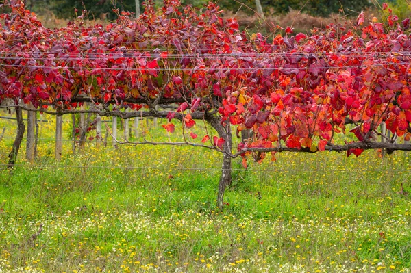 Región Vitivinícola Más Antigua Del Mundo Valle Del Duero Portugal —  Fotos de Stock