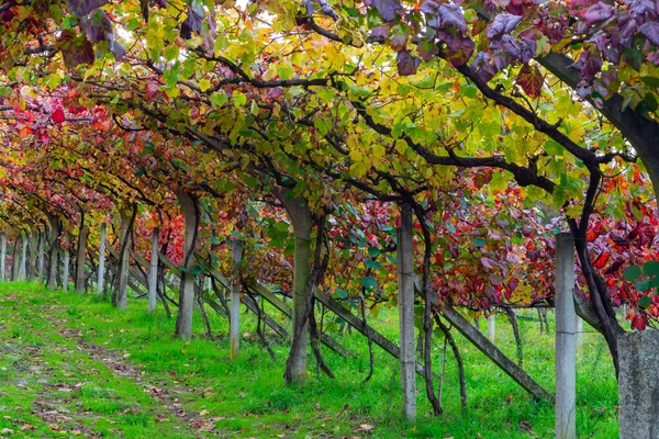 Oldest wine region in world Douro valley in Portugal, different varietes of red grape vines growing on vineyard in autumn after harvest, production of red, white and port wine.