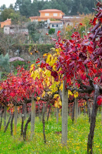 Världens Äldsta Vinregion Dourodalen Portugal Olika Druvsorter Som Växer Vingården — Stockfoto