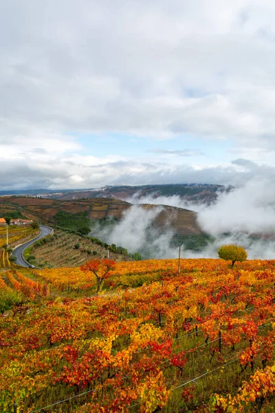 Colorato Paesaggio Autunnale Della Più Antica Regione Vinicola Del Mondo — Foto Stock