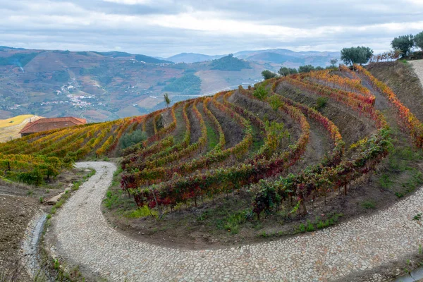 Barevná Podzimní Krajina Nejstarší Vinařské Oblasti Světě Douro Údolí Portugalsku — Stock fotografie