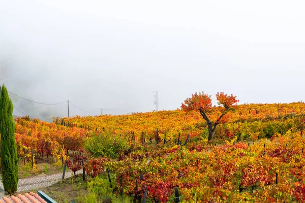 世界で最も古いワイン地域のカラフルな秋の風景ポルトガルのドゥオーバレー 段々畑のブドウ畑で栽培ブドウの異なる品種 ルビー タウニーポートワインの生産 — ストック写真