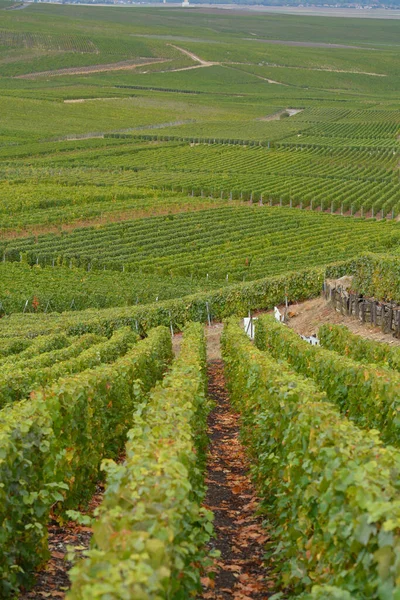 Paisaje Con Grandes Viñedos Verdes Cerca Epernay Región Champagne Francia — Foto de Stock