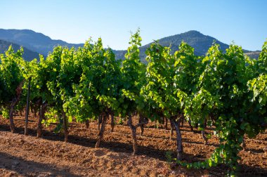 Güney Fransa 'nın Provence-Alpes-Cote d' Azur bölgesinde şarap üretimi var, Temmuz ayında Saint-Tropez kasabası yakınlarında yeşil üzüm bağları, Cotes de Provence şarabı.