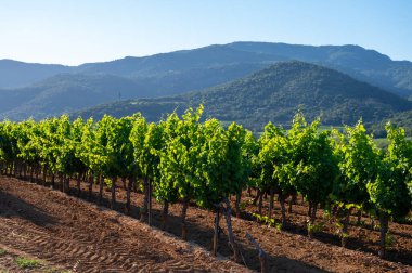 Güney Fransa 'nın Provence-Alpes-Cote d' Azur bölgesinde şarap üretimi var, Temmuz ayında Saint-Tropez kasabası yakınlarında yeşil üzüm bağları, Cotes de Provence şarabı.