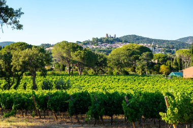 Güney Fransa 'nın Provence-Alpes-Cote d' Azur bölgesinde şarap üretimi var, Temmuz ayında Saint-Tropez kasabası yakınlarında yeşil üzüm bağları, Cotes de Provence şarabı.