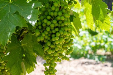 Güney Fransa 'nın Provence-Alpes-Cote d' Azur bölgesinde bulunan Var şubesindeki şarap imalatı, Temmuz ayında Saint-Tropez kasabası yakınlarındaki üzüm bağları, Cotes de Provence şarabı.