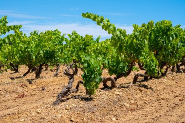 Güney Fransa 'nın Provence-Alpes-Cote d' Azur bölgesinde bulunan Var şubesindeki şarap imalatı, Temmuz ayında Saint-Tropez kasabası yakınlarındaki üzüm bağları, Cotes de Provence şarabı.