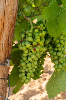 Güney Fransa 'nın Provence-Alpes-Cote d' Azur bölgesinde bulunan Var şubesindeki şarap imalatı, Temmuz ayında Saint-Tropez kasabası yakınlarındaki üzüm bağları, Cotes de Provence şarabı.