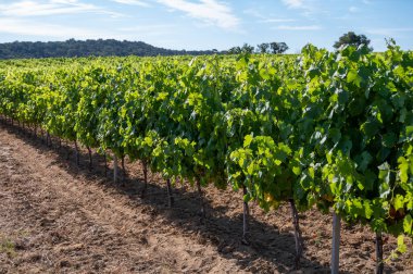 Güney Fransa 'nın Provence-Alpes-Cote d' Azur bölgesinde bulunan Var şubesindeki şarap imalatı, Temmuz ayında Saint-Tropez kasabası yakınlarındaki üzüm bağları, Cotes de Provence şarabı.