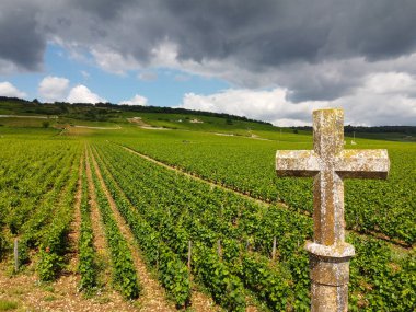 Fransa 'nın doğusundaki Burgundy bölgesinde kırmızı ve beyaz Burgundy şarabı üreten, Cote de nuits' teki Pinot noir üzüm bitkilerinin bulunduğu duvarlı yeşil büyük cru ve başlıca cru üzüm bağlarına Aerian manzarası.