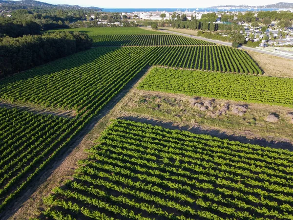 Vinařství Departementu Var Provence Alpes Cote Azur Regionu Jihovýchodní Francie — Stock fotografie