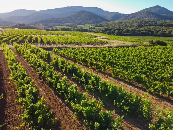 Vintillverkning Departementet Var Provence Alpes Cote Azur Sydöstra Frankrike Vingårdar — Stockfoto