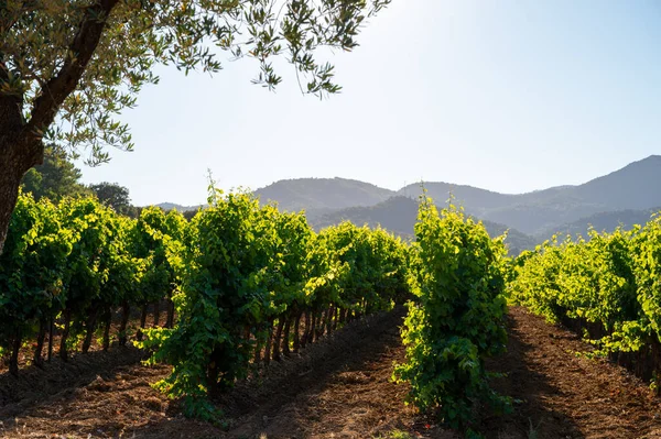 Weinherstellung Département Var Der Region Provence Alpes Cote Azur Südosten — Stockfoto