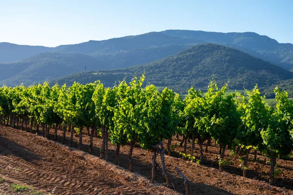 Elaboración Del Vino Departamento Var Provenza Alpes Costa Azul Región — Foto de Stock