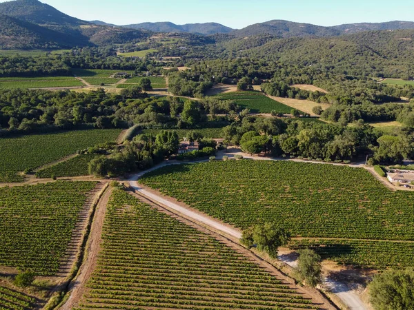 Vignoble Dans Département Var Provence Alpes Côte Azur Vignobles Juillet — Photo