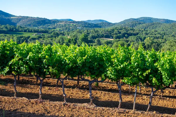 法国东南部Provence Alpes Cote Azur地区Var省酿酒 7月在Saint Trop Org镇附近的葡萄园里酿酒 Cotes Provence葡萄酒 — 图库照片