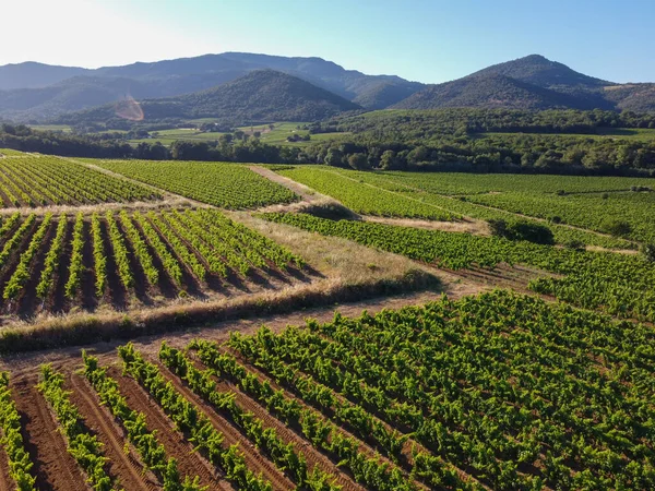 Wine making in  department Var in  Provence-Alpes-Cote d\'Azur region of Southeastern France, vineyards in July with young green grapes near town Saint-Tropez, cotes de Provence wine, aerial view