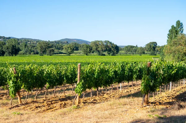 Wijn Maken Het Departement Var Provence Alpes Cote Azur Zuidoost — Stockfoto