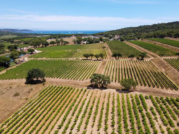 Vinařství Departementu Var Provence Alpes Cote Azur Regionu Jihovýchodní Francie — Stock fotografie