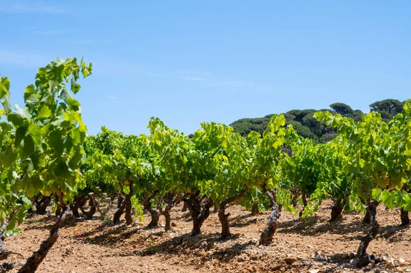 Elaboración Vinos Departamento Var Provenza Alpes Costa Azul Región Del —  Fotos de Stock