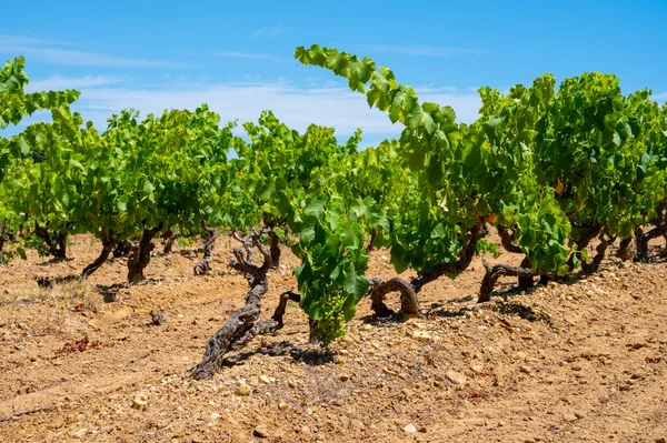 Vignoble Dans Département Var Provence Alpes Côte Azur Région Sud — Photo