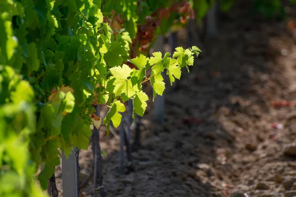 Elaboración Vinos Departamento Var Provenza Alpes Costa Azul Región Del —  Fotos de Stock