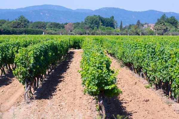 Elaboración Vinos Departamento Var Provenza Alpes Costa Azul Región Del — Foto de Stock