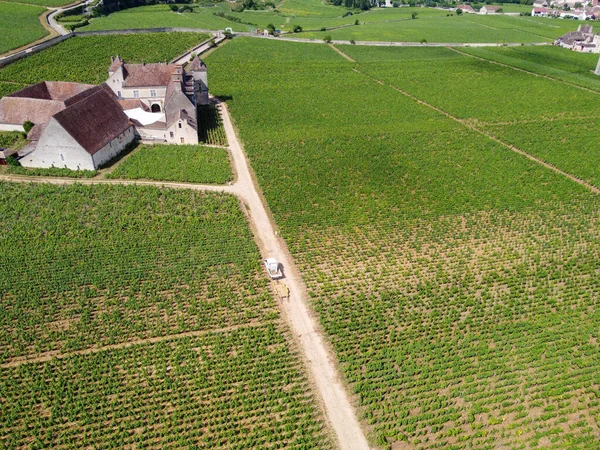 아리안 프랑스 동부의 부르고뉴 지역에서 흰색의 부르고뉴 포도주를 생산하는 줄줄이 — 스톡 사진