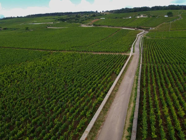 Fransa Nın Doğusundaki Burgundy Bölgesinde Kırmızı Beyaz Burgundy Şarabı Üreten — Stok fotoğraf