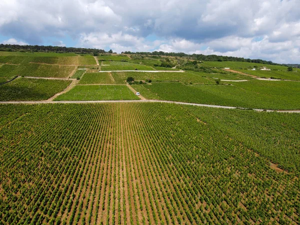 Widok Azji Zielone Grand Cru Premier Cru Winnic Rzędami Pinot — Zdjęcie stockowe