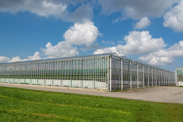 Agricultura Los Países Bajos Grandes Invernaderos Vidrio Utilizados Para Cultivo — Foto de Stock