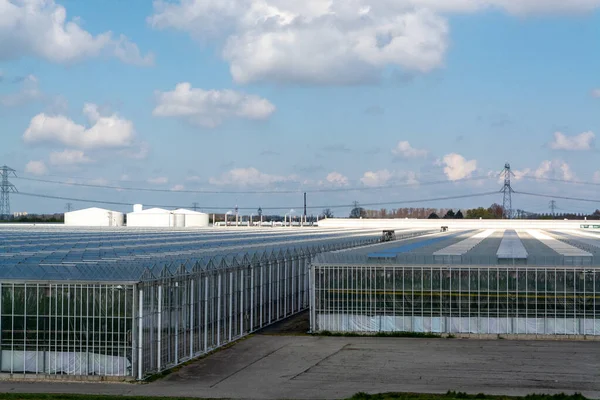 Agriculture Netherlands Big Glass Greenhouses Used Growing Organic Vegetables Fruits — Stock Photo, Image