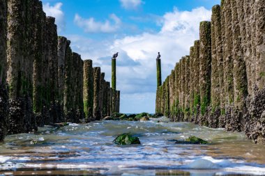 Hollanda, Zoutelande yakınlarındaki beyaz kumlu kuzey sahillerindeki tahta kutuplara bakın.