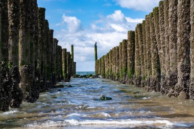 Hollanda, Zoutelande yakınlarındaki beyaz kumlu kuzey sahillerindeki tahta kutuplara bakın.