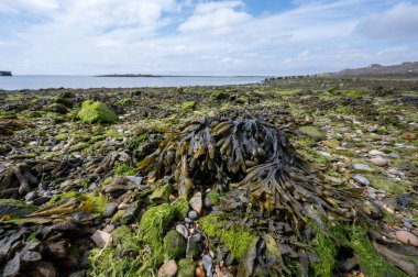 Hollanda, Zeeland, Grevelingenmeer 'de deniz tabanında alçak gelgit manzarası