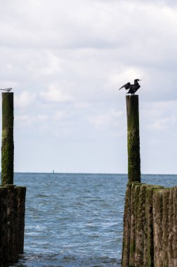 Hollanda, Zoutelande yakınlarındaki beyaz kumlu kuzey sahillerindeki tahta kutuplara bakın.
